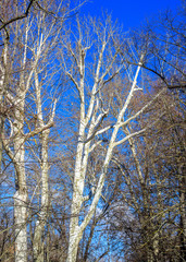 Trees without leaves in winter