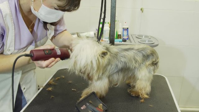 Pet grooming salon. Grooming a little dog in pet grooming, hairdressing salon for dogs. Small dog sits on the table while being clipper by a professional.