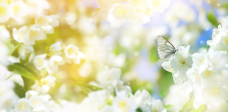 Natural background with butterfly on the branch of blooming jasmine. Spring scene.