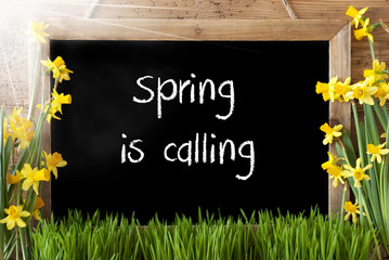 Sunny Narcissus, Chalkboard, Text Spring Is Calling
