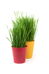 Young green Christmas wheat in a yellow and red pot on a white background. Two flowerpots with wheat