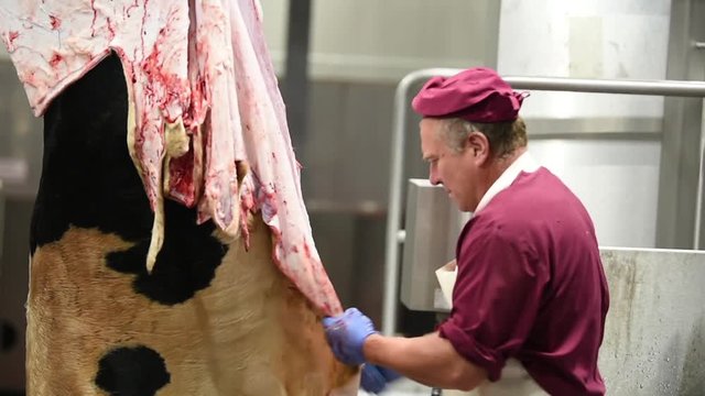 meat manufacturing factory. butcher flaying beef carcass