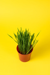 Young green Christmas wheat in a red pot on yellow background.