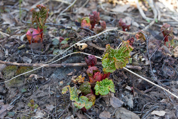 The young shoots of rhubarb. Aliens are already here 
