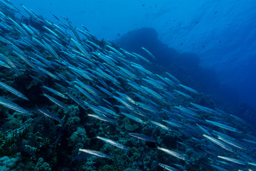 Fototapeta na wymiar Gelbschwanz-Barrakudas am Korallenriff