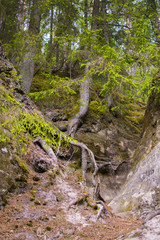 Trees, roots and rocks, Gauja national park, Latvia