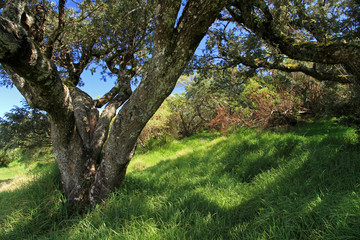 Plaine des Cafres, plateau on Réunion Island