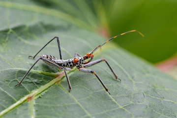 Image of an Assassin bug on green leaves. Insect. Animal