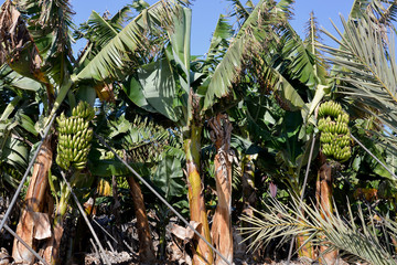 Fototapeta premium Plants of La Gomera