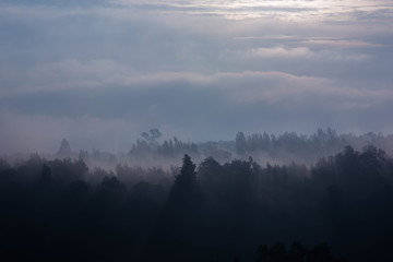 cloudy sunrise in the woods