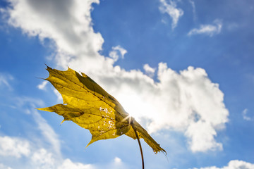 Autumn leaf flies through the air