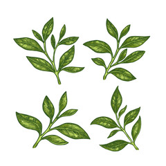 Green tea leaf collection. Engraved leaf set. Vector illustration