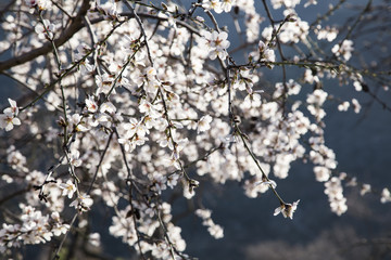 rama de almendro llena de flores flores blancas y rosadas bajo un cielo azul