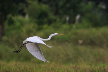 Image of Great Egret(Ardea alba) flying on the natural background. Heron, White Birds, Animal.