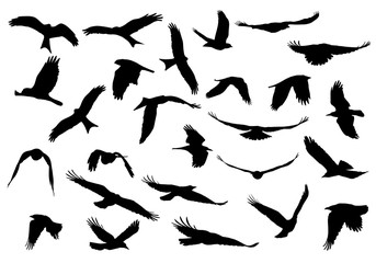 Set of realistic vector illustrations of silhouettes of flying birds of prey