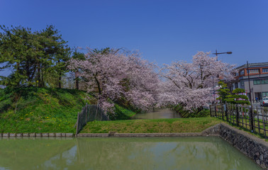 Obraz premium 春の弘前城の風景