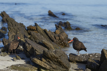 Blackish Oystercatchers (Haematopus ater) on the rocky shore of Carcass Island in the Falkland...