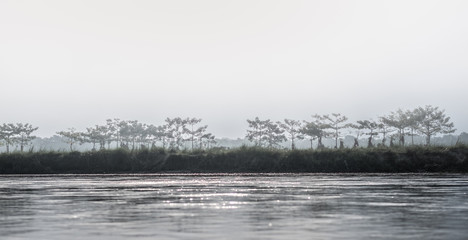 beautiful view of Chitwan national park landscape with river and trees, Neplal.