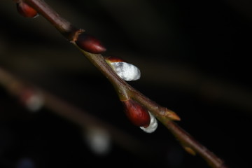 catkin in spring