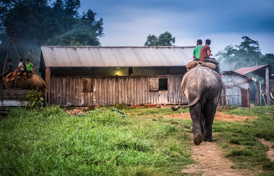 Two nepalese men riding on the elephant toward the stable, Nepal.