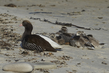 Female Kelp Goose (Chloephaga hybrida malvinarum) with a brood of goslings on the rocky coast of Carcass Island in the Falkland Islands.