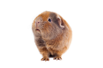 Red-haired guinea pig of a Teddy breed stands lifting his head up against a white background...