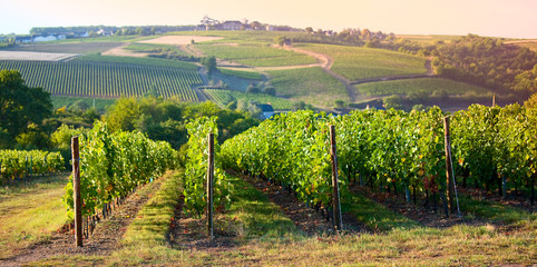 Fototapeta na wymiar Panorama dans les vignes en France