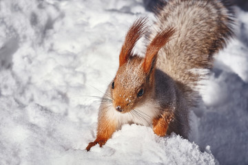 Cute red squirrel in winter scene.