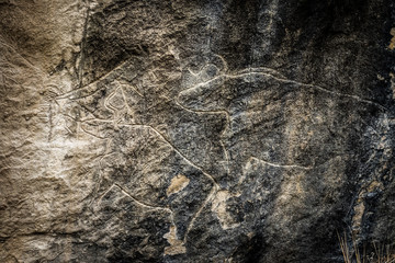 Cows on stone, petroglyph art. Exposition of Petroglyphs in Gobustan near Baku, Azerbaijan.