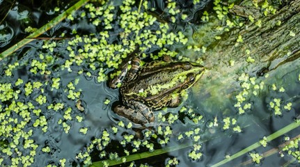 River frog is sitting on the the old drowned tree trunk overgrown with moss