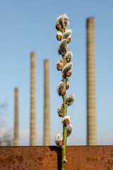 Vertical blur industrial background with four old factory chimney, first signs of spring in the foreground, thin young tree branch with pussy-willow buds and rusted metal handrail below in a sunny day