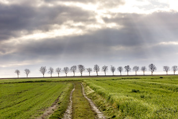 Autumn landscape with tree avenue