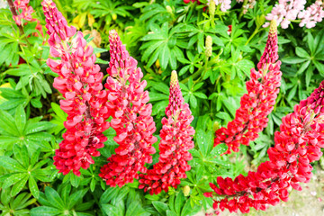 Fiori