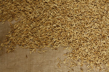 raw rice laying in the sun to dry