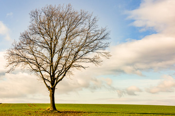 Single tree in the field