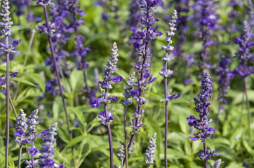 Closeup image of violet lavender flowers in the field in sunny day