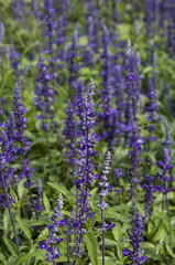 Closeup image of violet lavender flowers in the field in sunny day