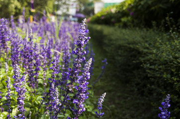 Obraz premium Closeup image of violet lavender flowers in the field in sunny day