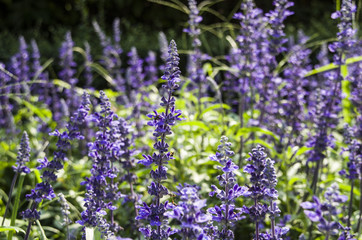Closeup image of violet lavender flowers in the field in sunny day