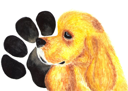 American Cocker Spaniel. Dod. Watercolor.