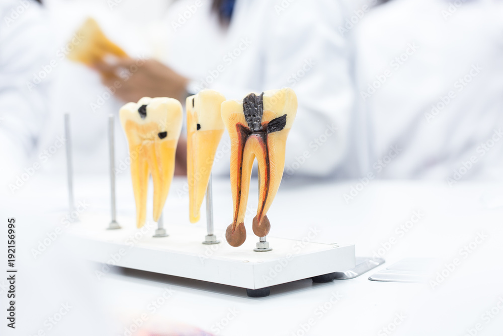 Wall mural Tooth model for education in laboratory.