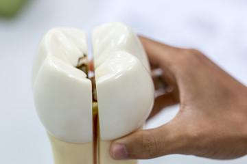 Fototapeta na wymiar Tooth model for education in laboratory.