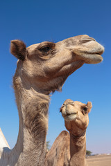 camels in the desert