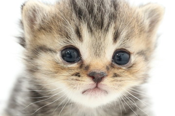 子猫 © Motion Gallery