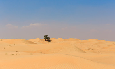 Arabian desert