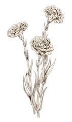 Bouquet of carnation schabaud: brown monochrome contour of flowers, stems, leaves on white background. Composition for Mother's Day, Victory day, digital draw in engraving vintage style, vector