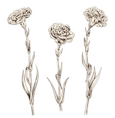 Set of carnation schabaud: brown (sepia) monochrome contour of flowers, stems, leaves on white background. Composition for Mother's Day, Victory day, digital draw in engraving vintage style, vector