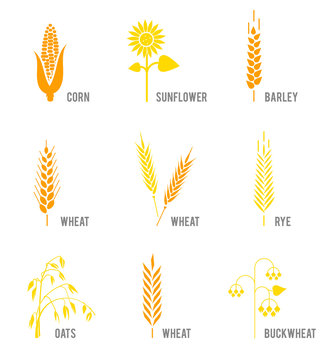 Cereal icons set with rice, wheat, corn, oats, rye, barley, sunflower, buckwheat.