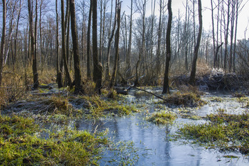 Swampy forest
