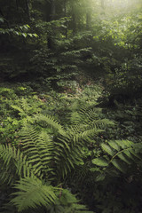 lush vegetation on forest floor, green plants natural background
